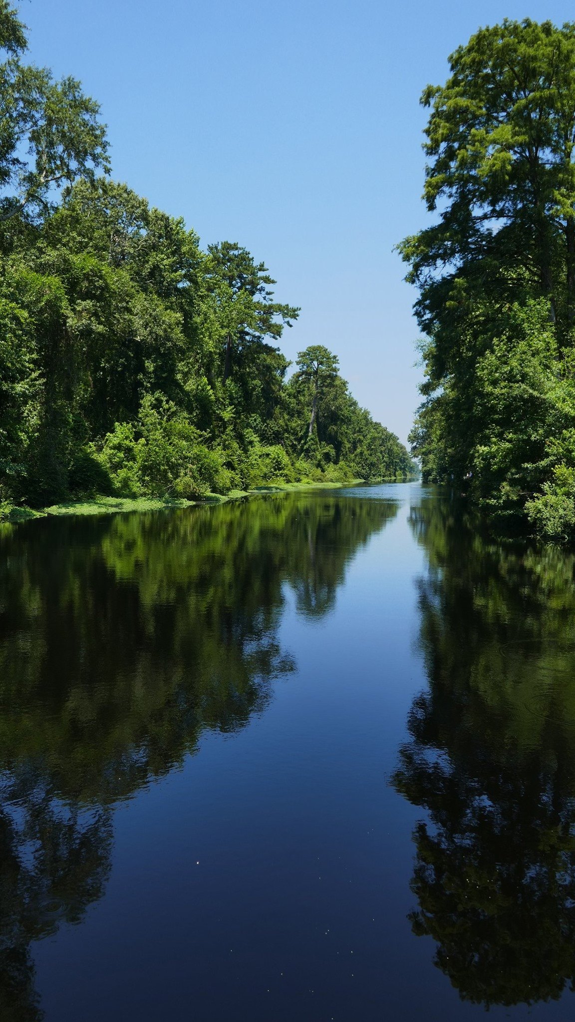 Dismal Swamp Canal at Dismal Swamp State Park near South Mills, North Carolina.